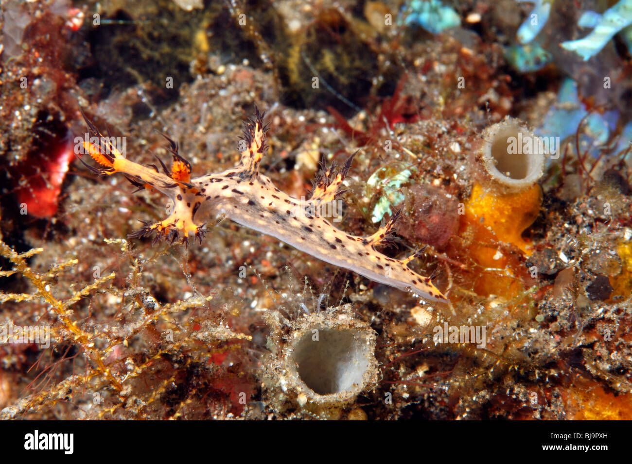 Nudibranch, Dendronotus regius. Tulamben, Bali, Indonesia. Bali Sea, Indian Ocean Stock Photo