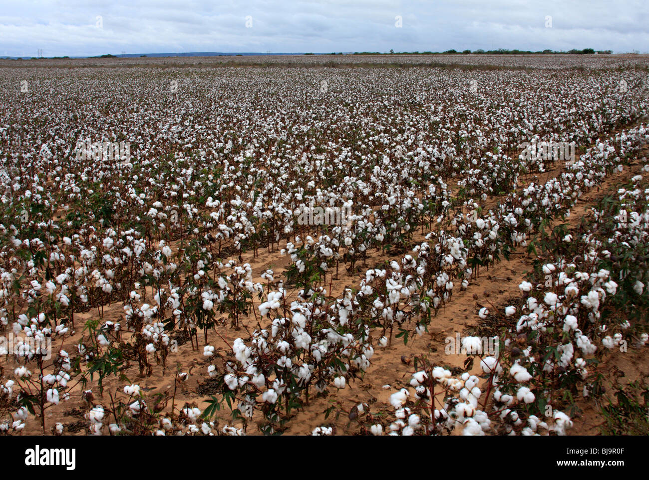 Cotton field, Texas Stock Photo Alamy