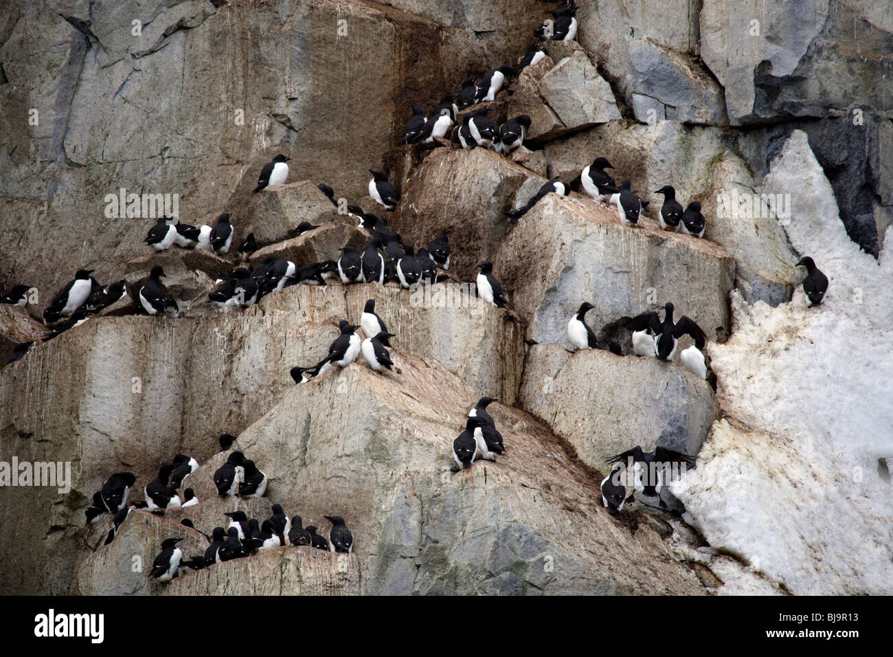 Nesting common and Brunnich's guillemots (Uria lomvia), Svalbard, Norwegian Arctic Stock Photo