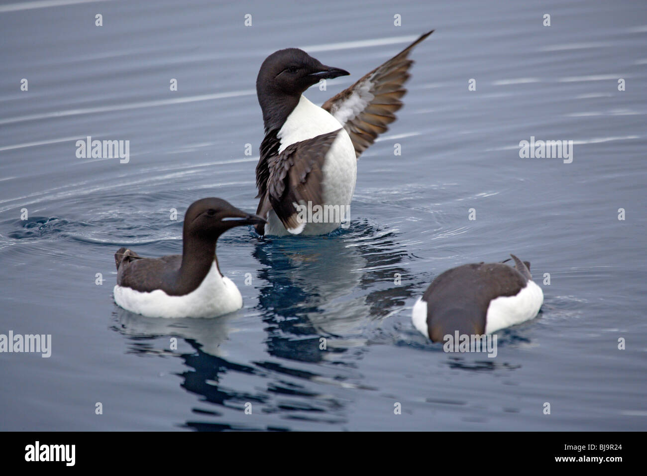 Brunnich's guillemots (Uria lomvia), Spitsbergen (Svalbard), Norwegian Arctic Stock Photo