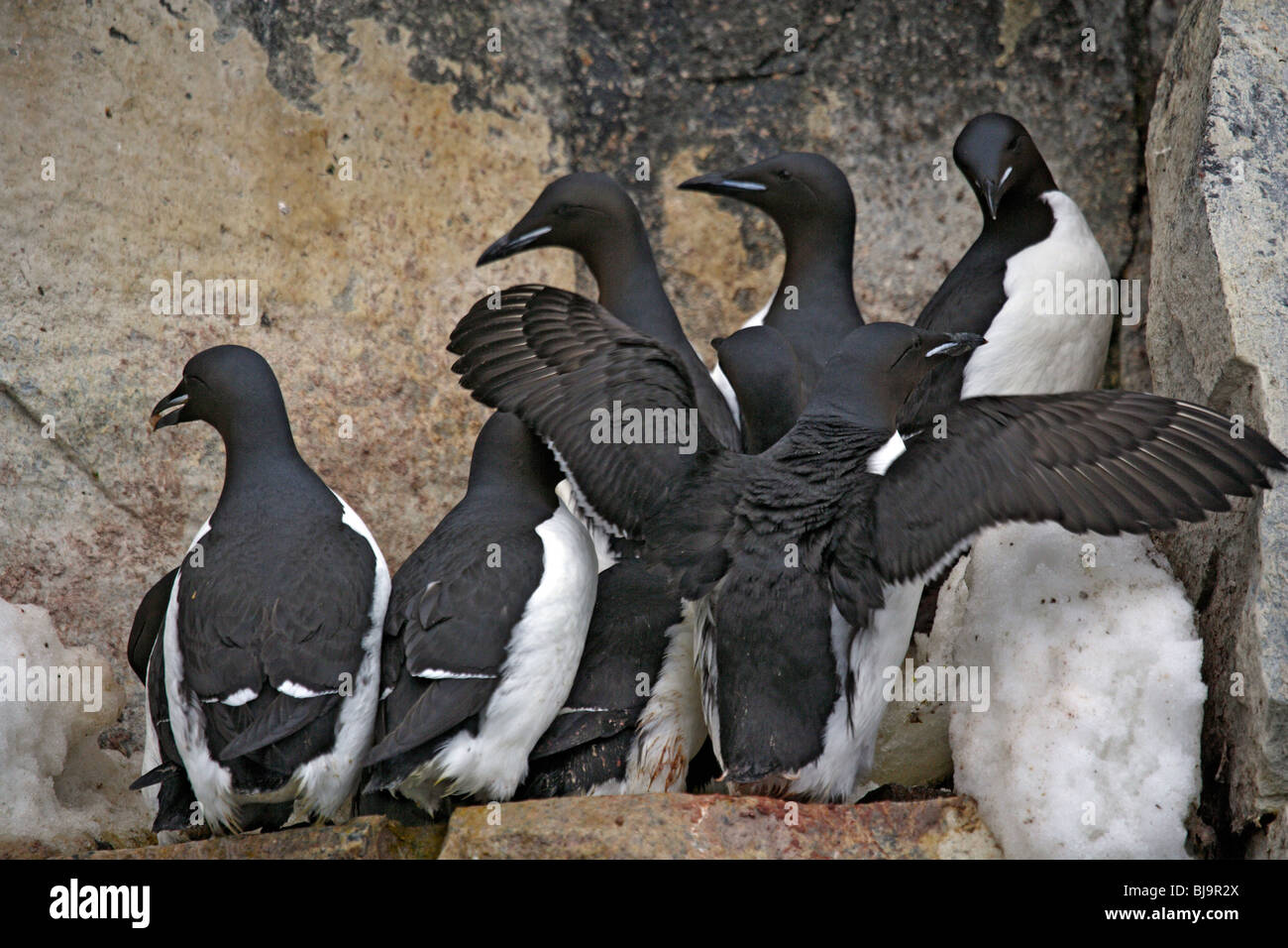 Brunnich's guillemots (Uria lomvia), Spitsbergen (Svalbard), Norwegian Arctic Stock Photo