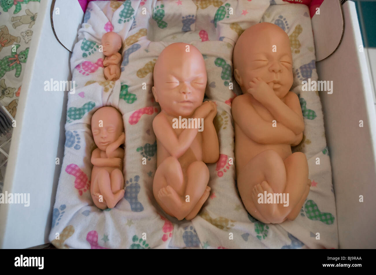 human fetal development models on display at right to life presentation Stock Photo