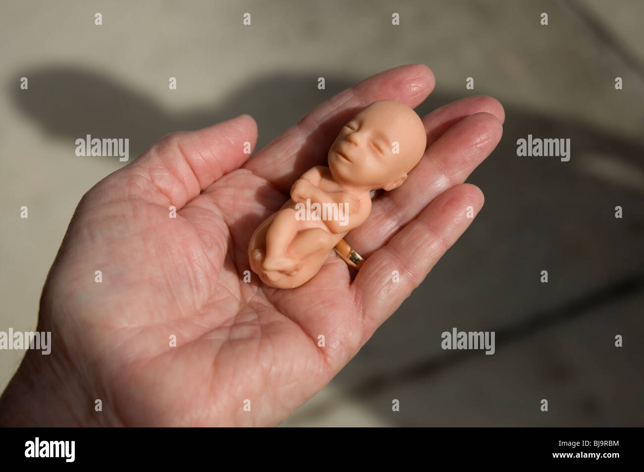 model of 12 week old fetus held in female hand Stock Photo