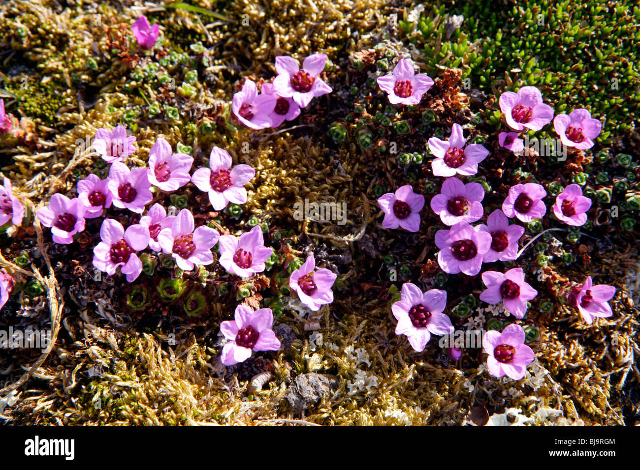 Purple saxifrage (Saxifraga oppositifolia), Svalbard, Norwegian Arctic Stock Photo