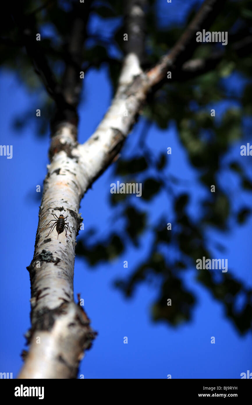 A bug climbs a betula Stock Photo