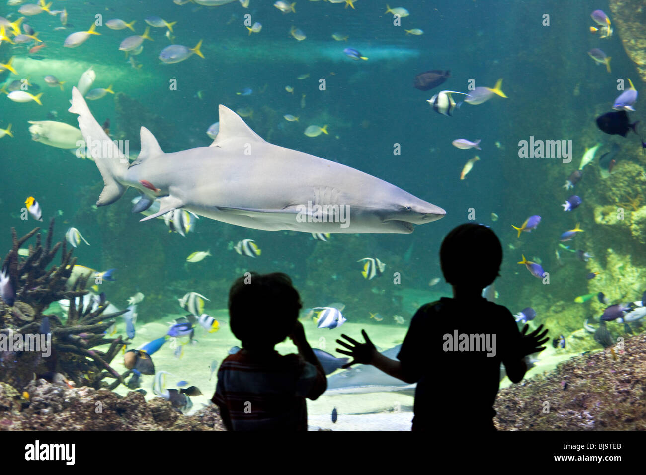Children watching sharks in Sydney Aquarium, Australia Stock Photo - Alamy