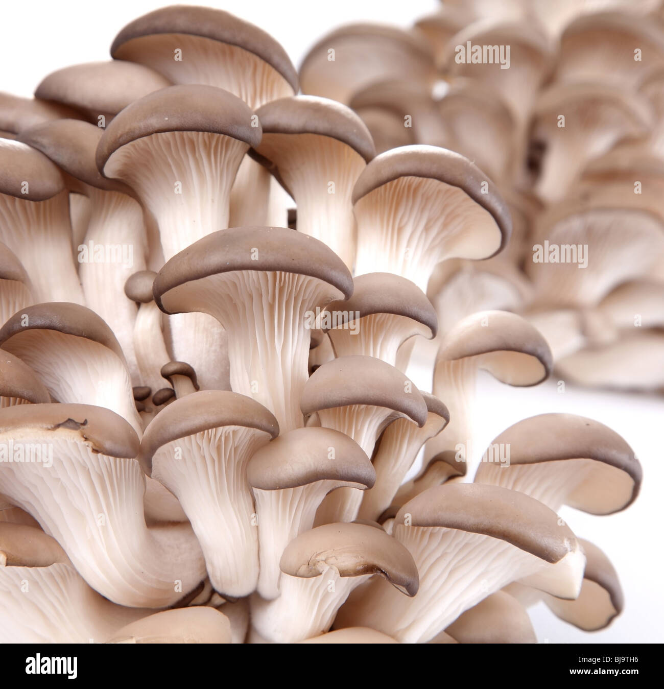 Oyster mushrooms Stock Photo