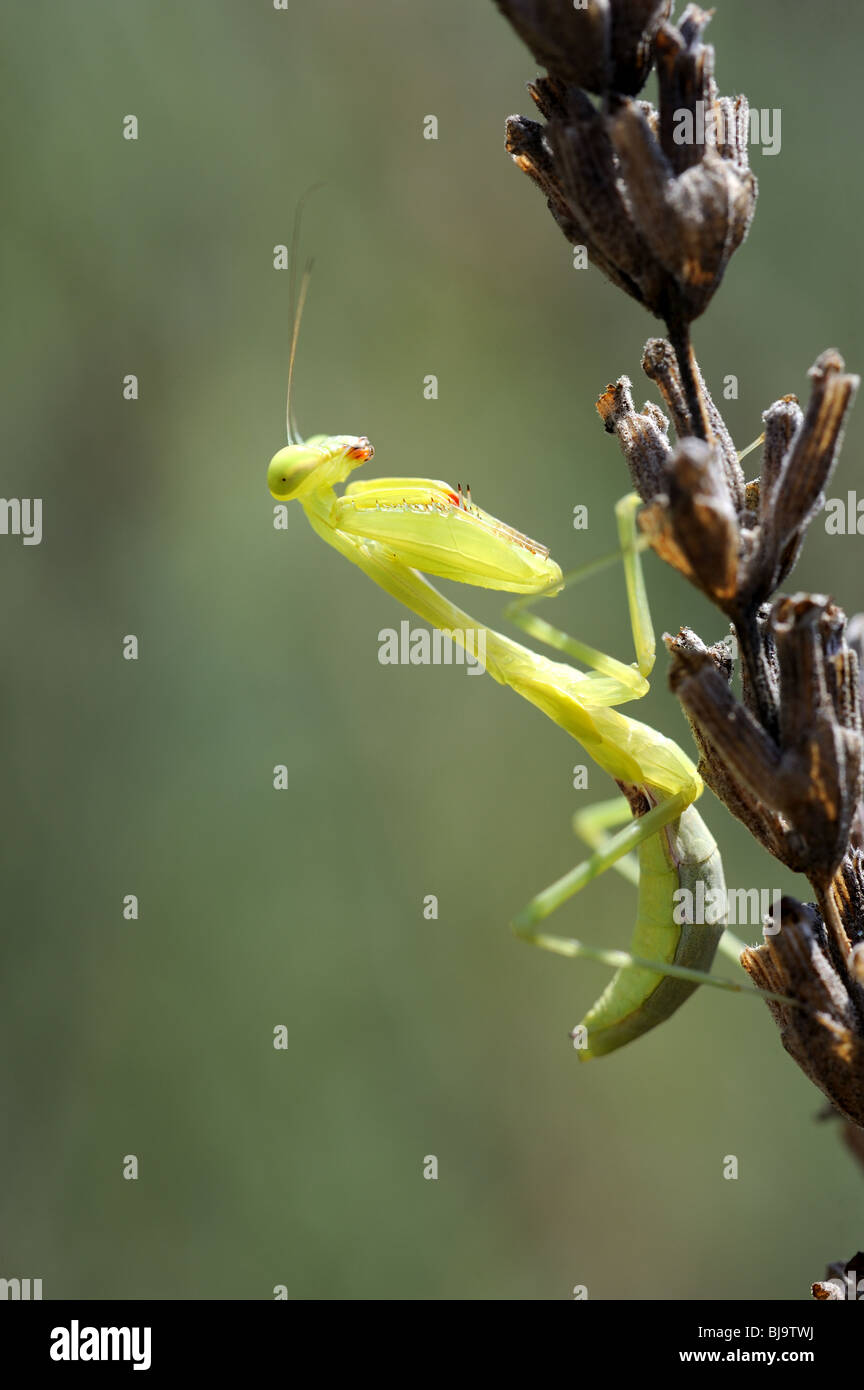 Praying Mantis on Lavendar Stock Photo
