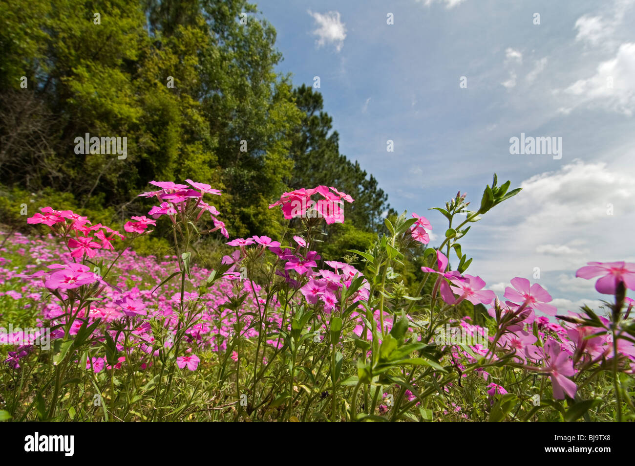 Purple And Pink Phlox Wildflowers Growing Alongside Road Florida Stock Photo Alamy