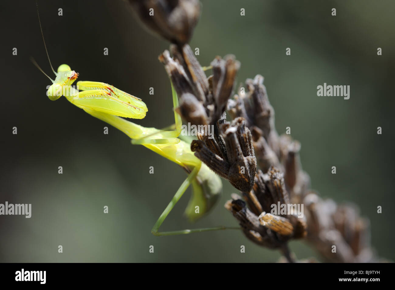 Praying Mantis on Lavendar Stock Photo