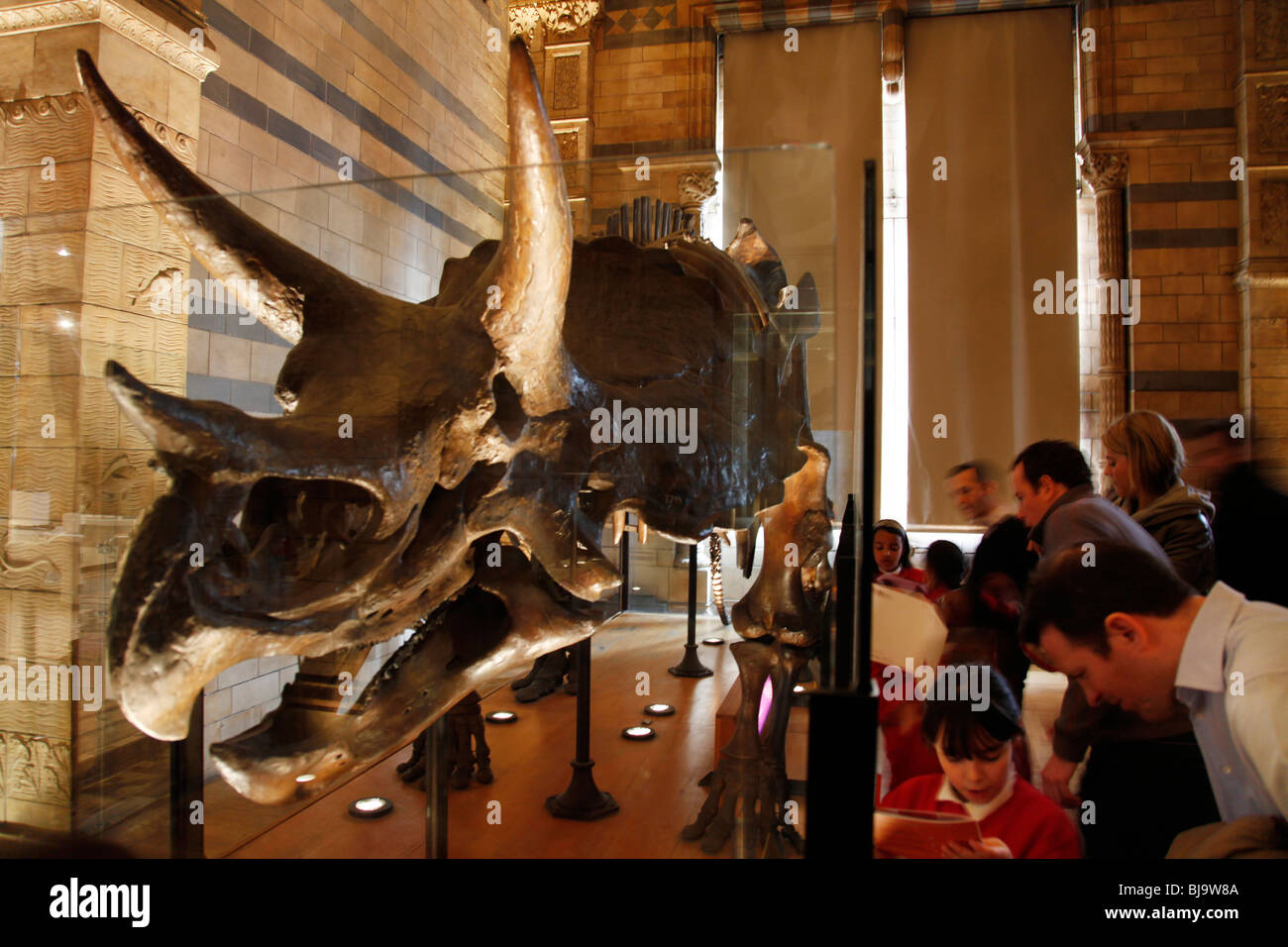 The Natural History Museum, London. Dinosaur gallery. The bones of a Triceratops is marveled at by visitors. Stock Photo