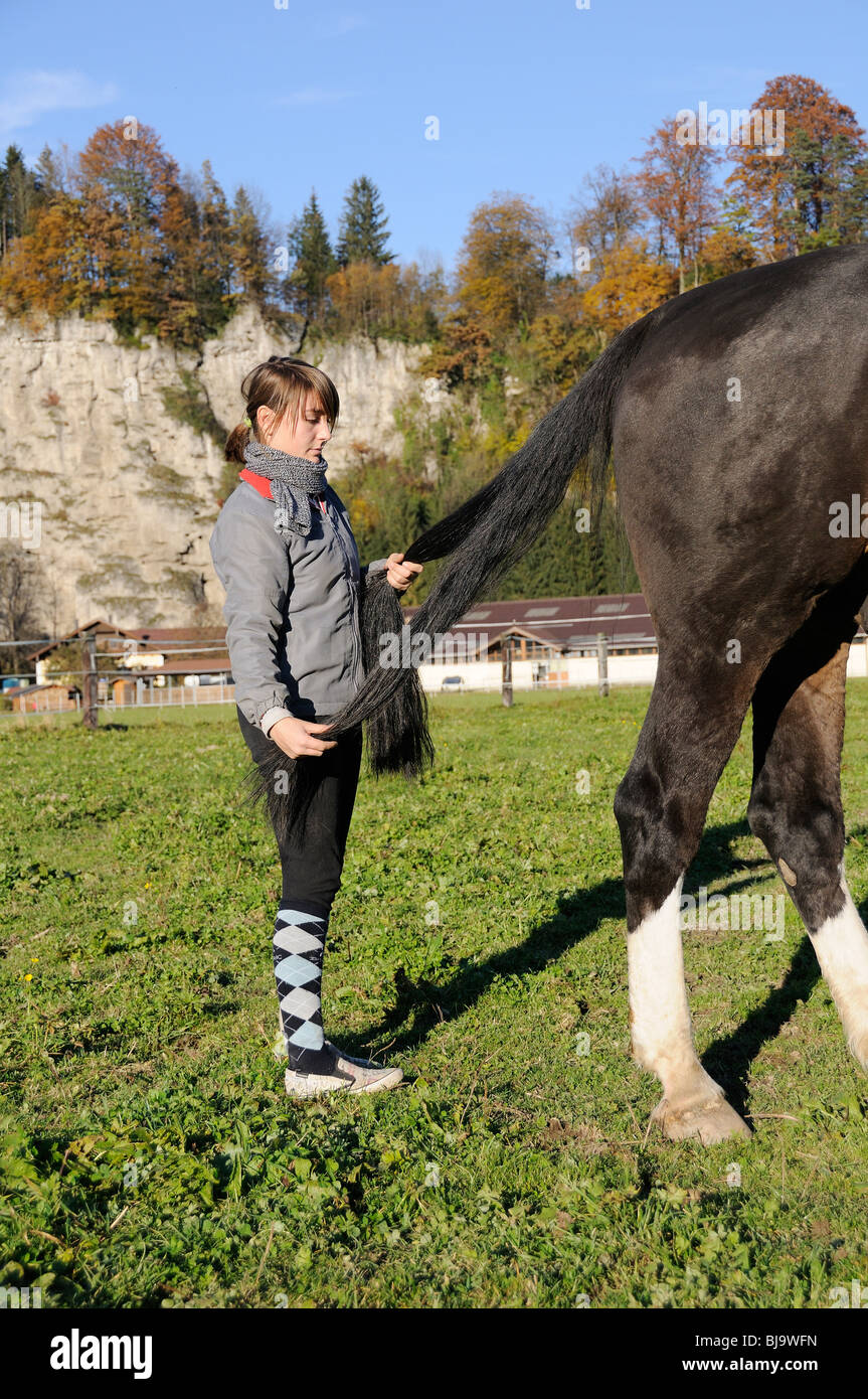 girl brushing horses tail hair, hindquarters care Stock Photo Alamy