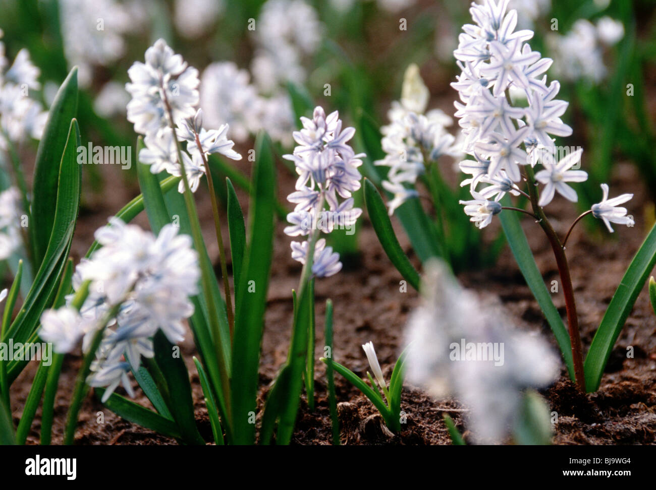 100 Russian Snowdrops Puschkinia Scilloides Top Quality Spring Flowering Garden Bulbs