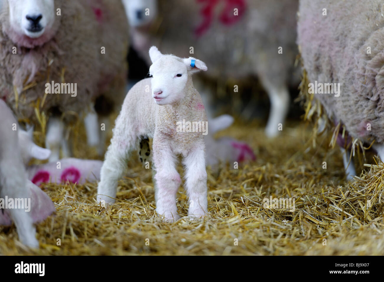 New Born Lamb Stock Photo Alamy