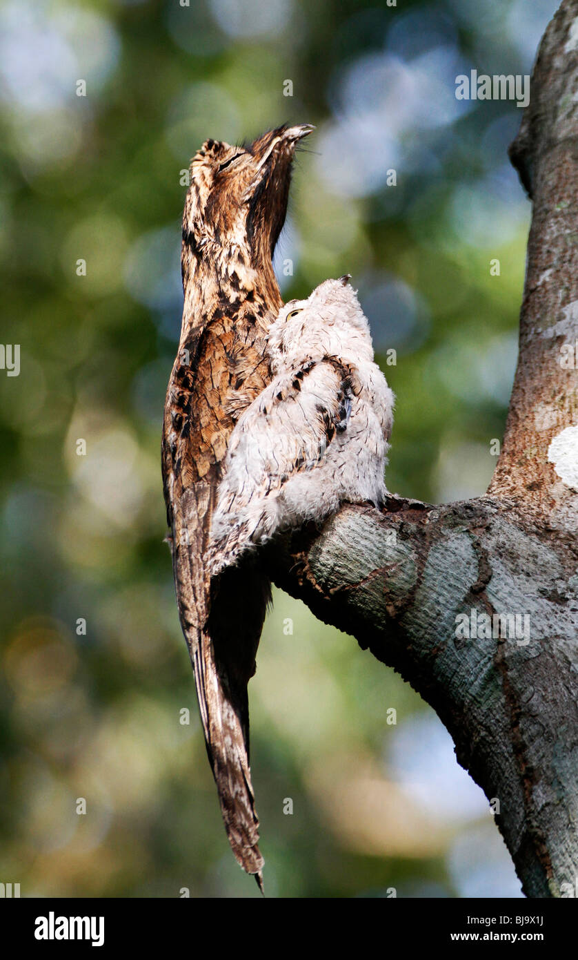 BT-226D, POTOO CHICK IMITATING MOTHER TO LOOK LIKE STICK, Stock Photo