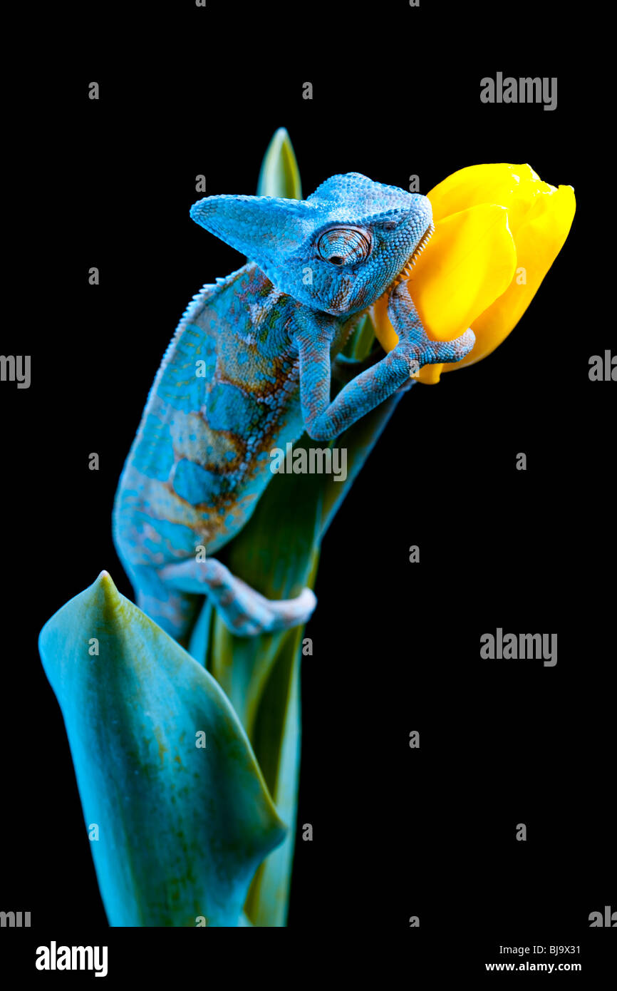 Beautiful big chameleon sitting on a flower Stock Photo