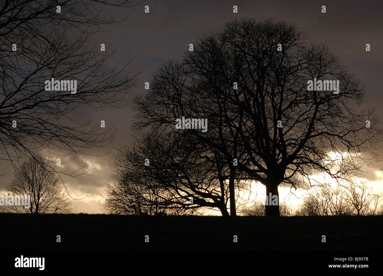 Trees outlined against clouds in stormy evening weather Stock Photo - Alamy
