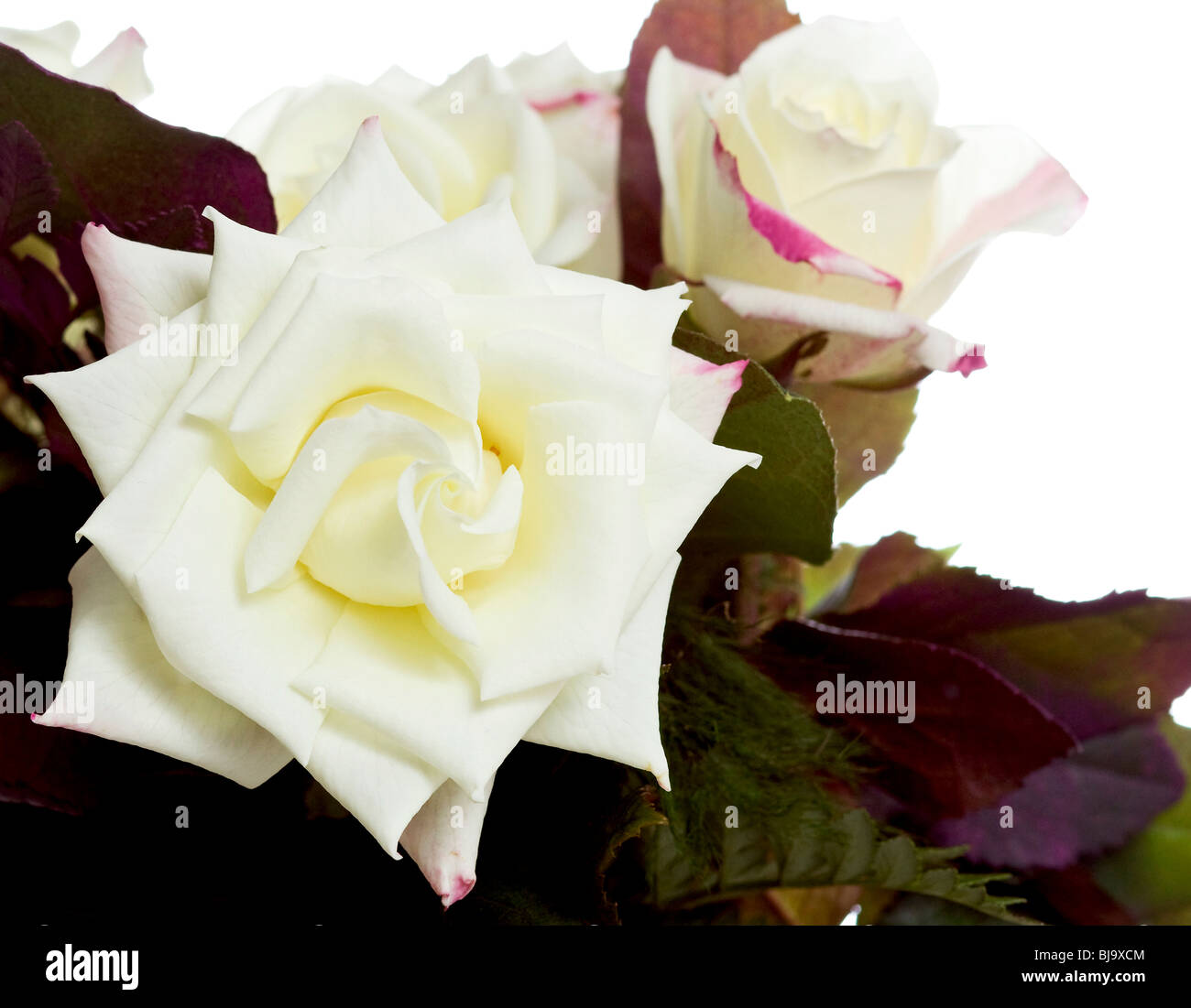White flower big petal hi-res stock photography and images - Alamy