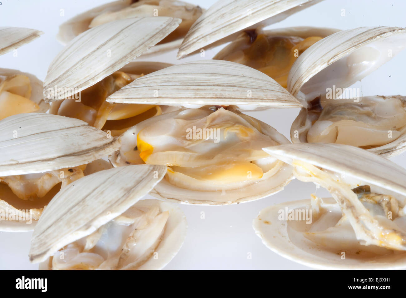 Close up of clams in shell Stock Photo Alamy
