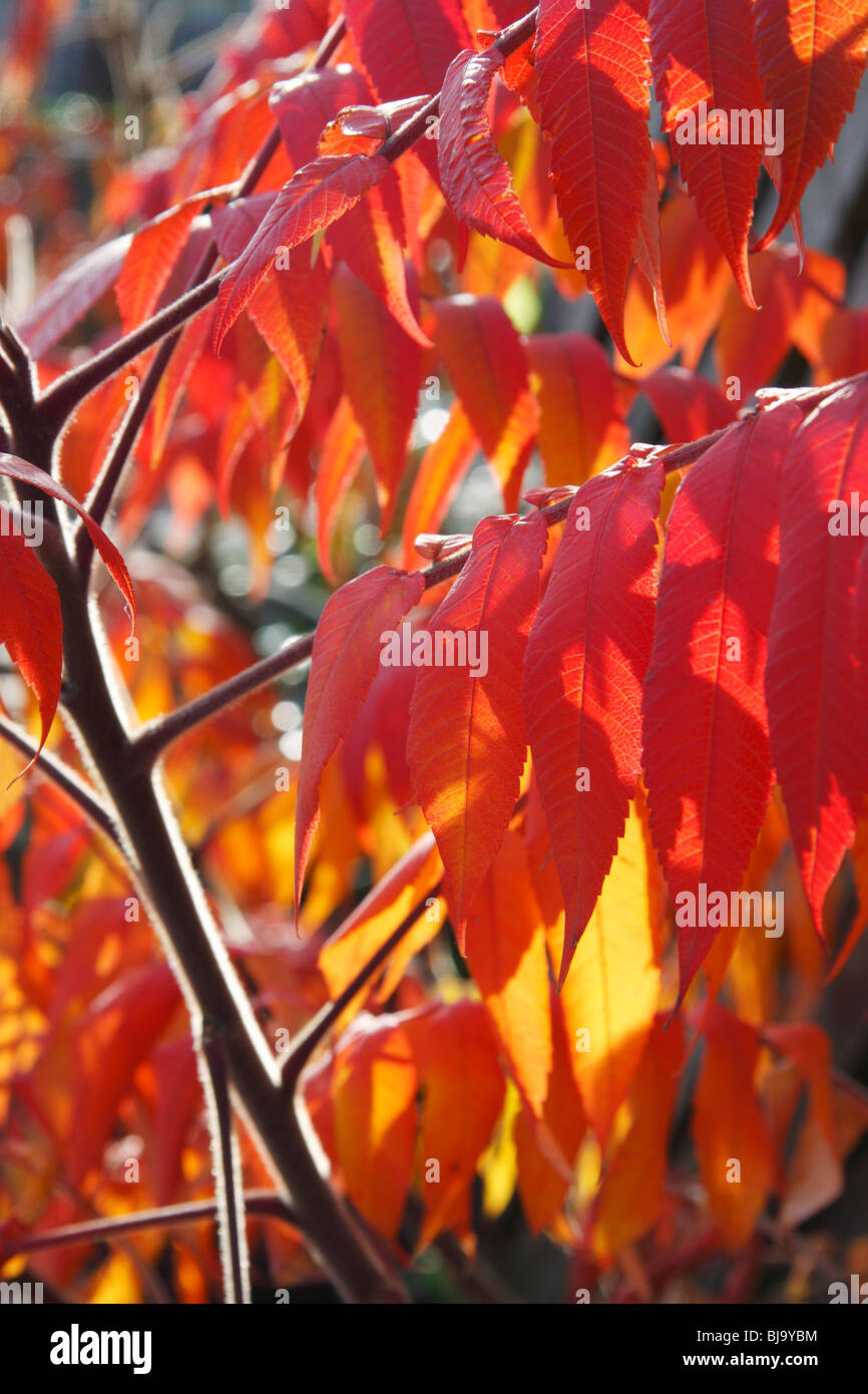 Rhus typhina leaves in autumn Stock Photo