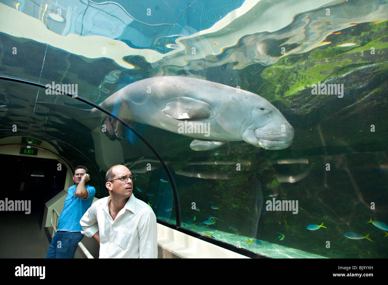 Tourists watching Dugong in Sydney Aquarium, Australia Stock Photo Alamy