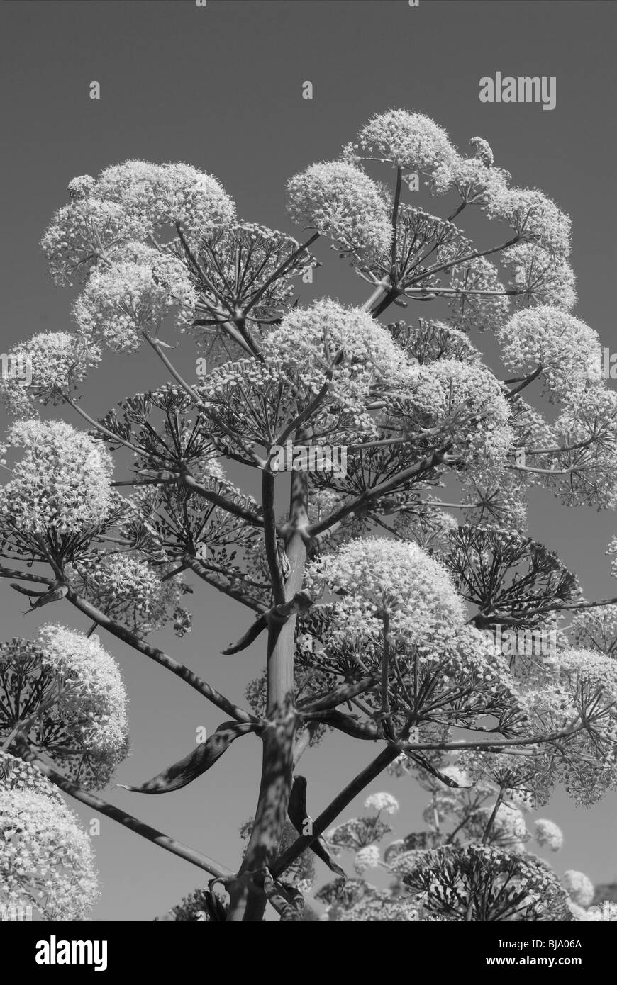 beautiful black and white flower photographs Stock Photo