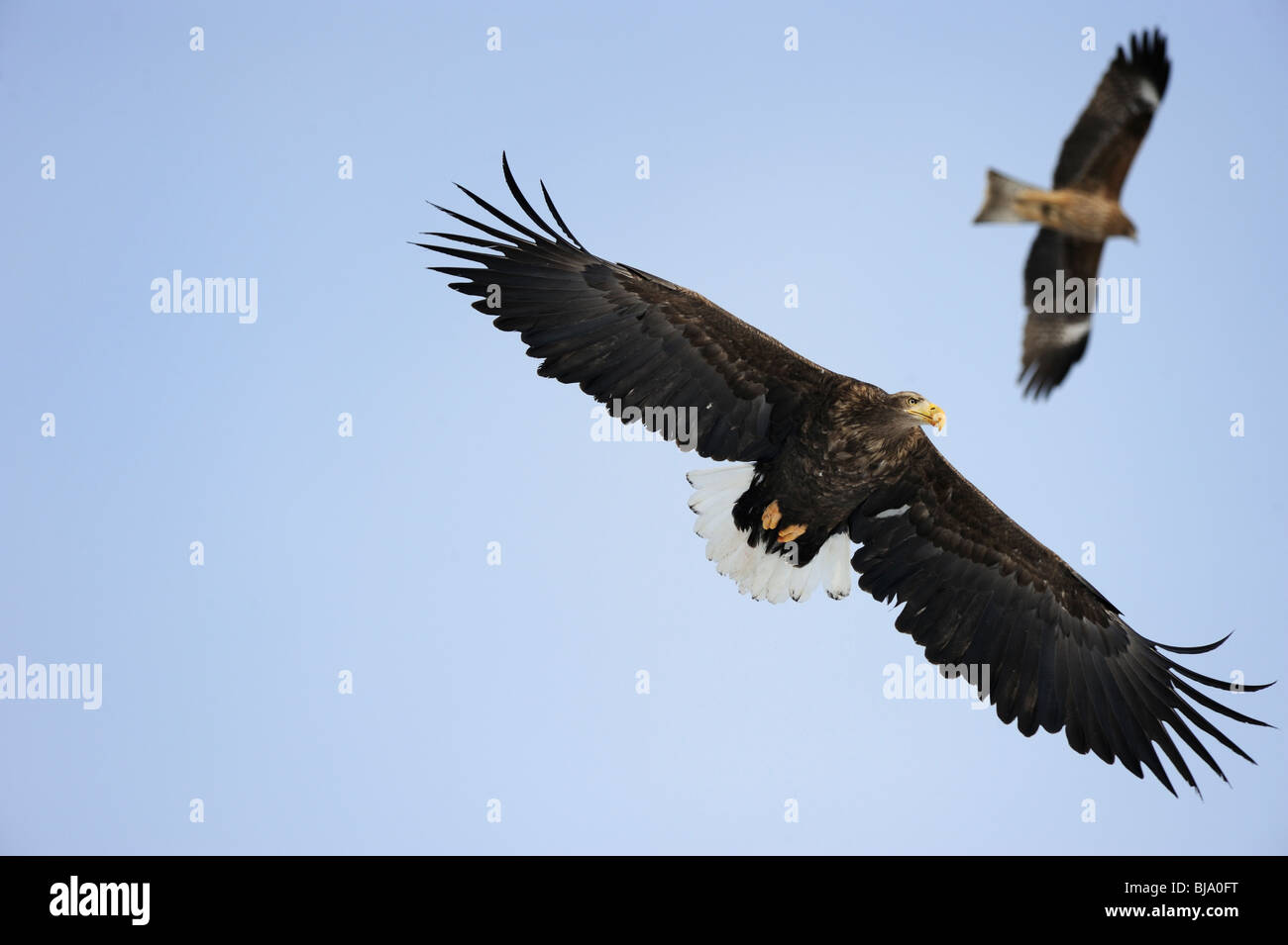 Stellers sea eagles hi-res stock photography and images - Alamy