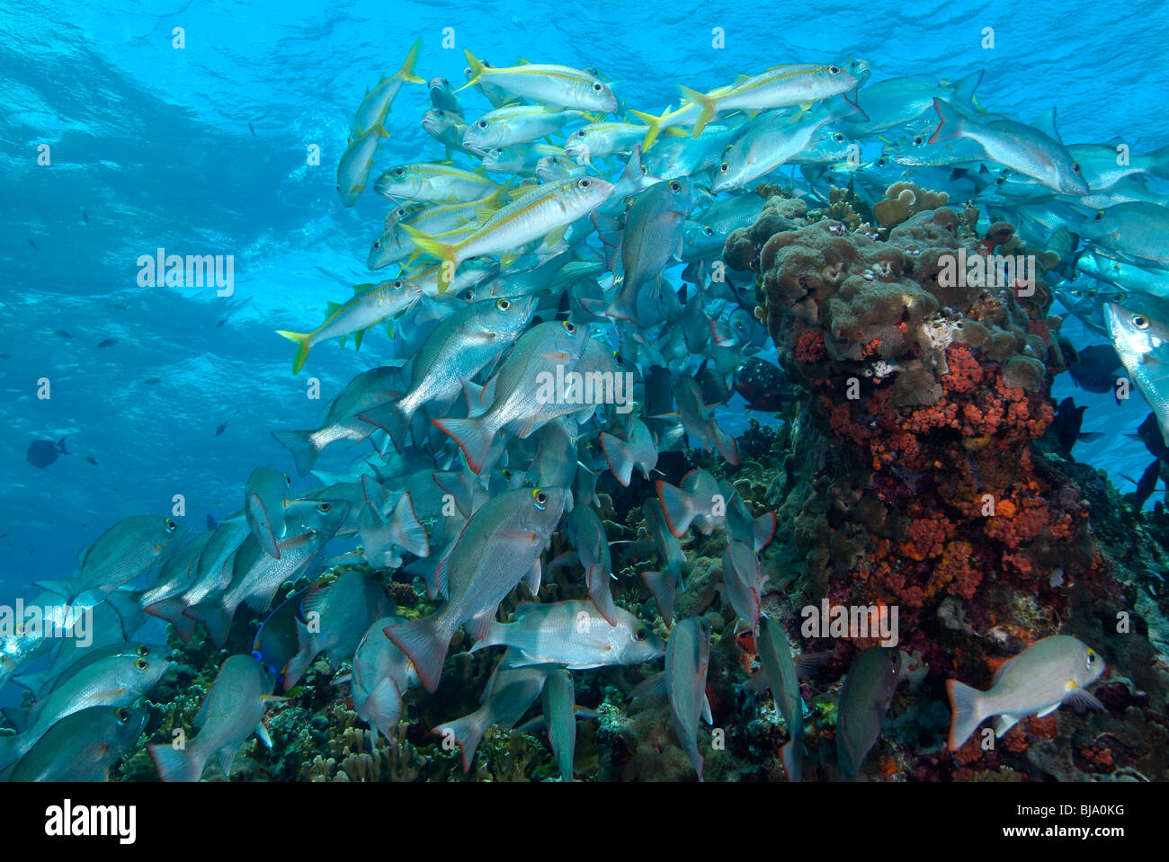 School of yellow goatfishes and mahogani snappers in Bonaire. Stock Photo