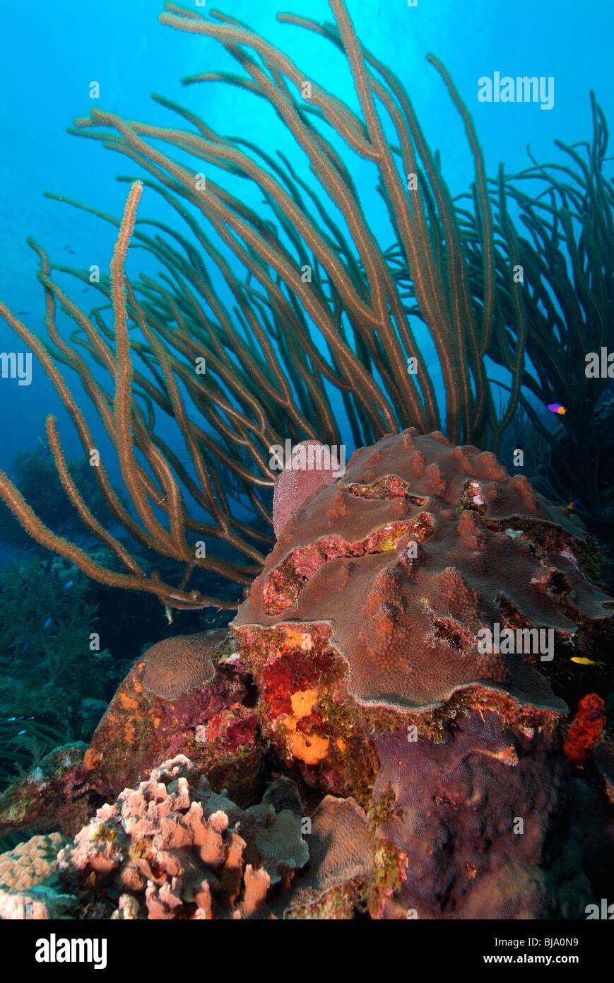 Sea Rods and a reef off Bonaire Island Stock Photo