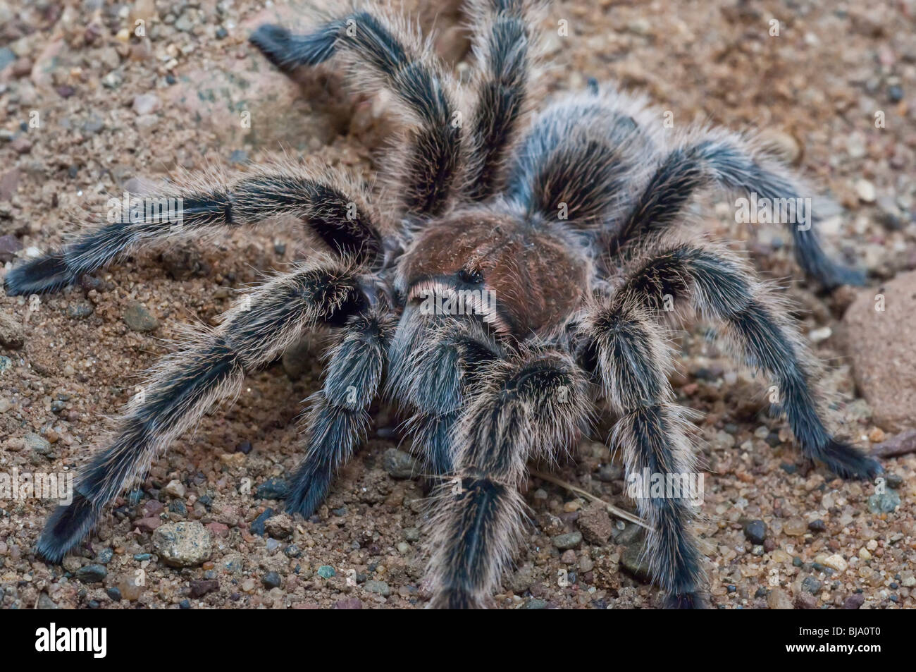 Rose Haired Tarantula Or Chilean Rose Tarantula Grammostola Rosea Stock Photo Alamy