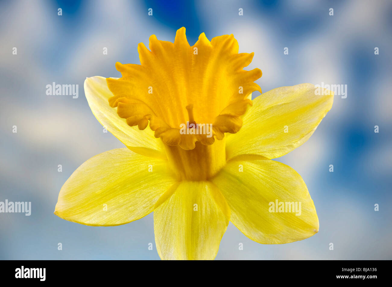 Dafodil close up Stock Photo - Alamy