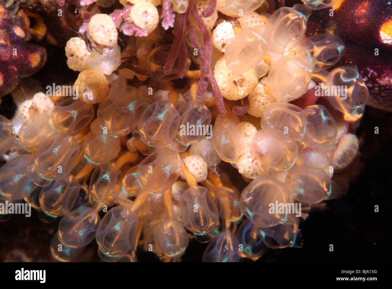 White spotted ascidian, tunicate,  in Pacific ocean Stock Photo