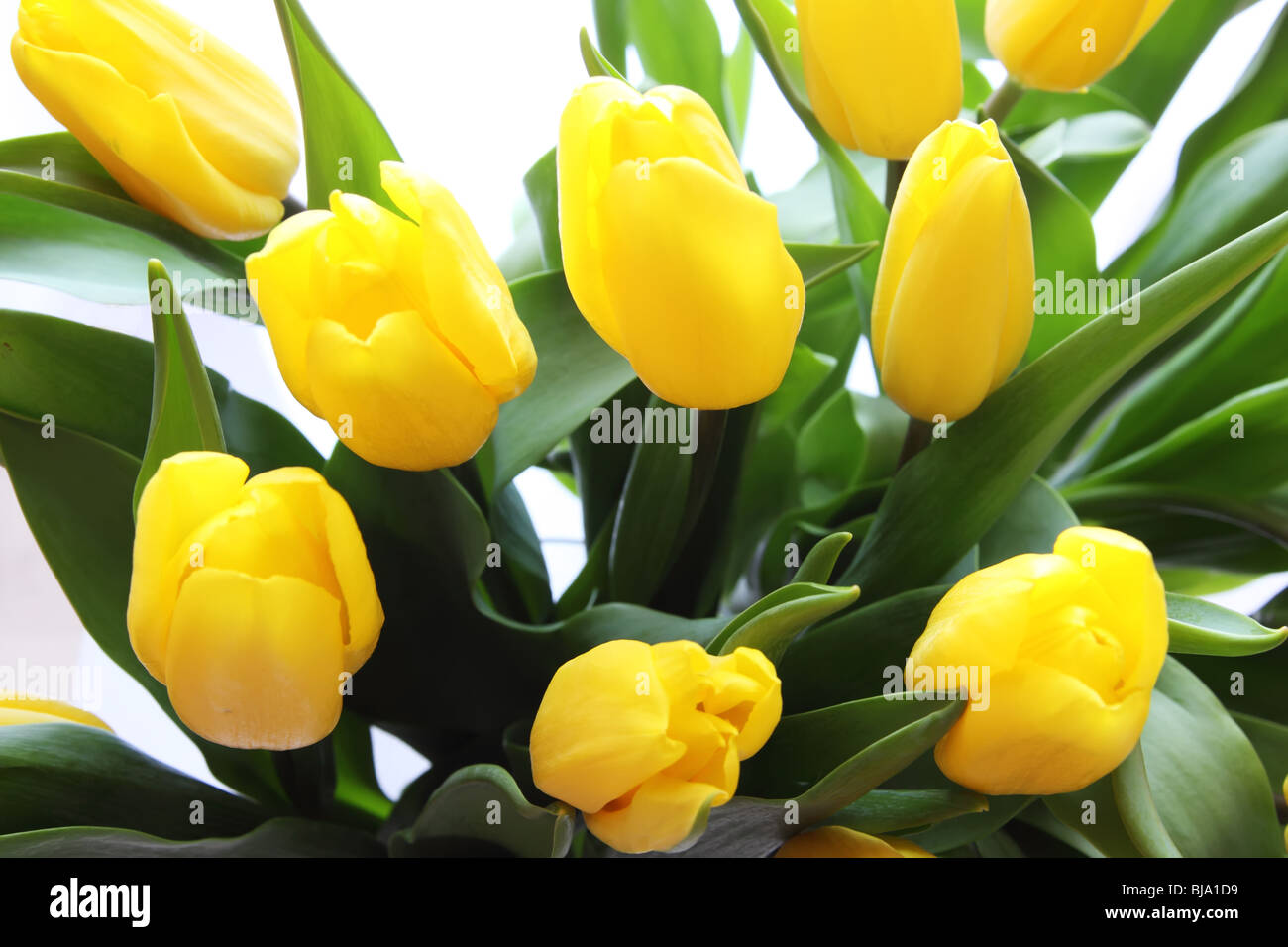 Photo of bouquet of yellow tulips on white background Stock Photo - Alamy