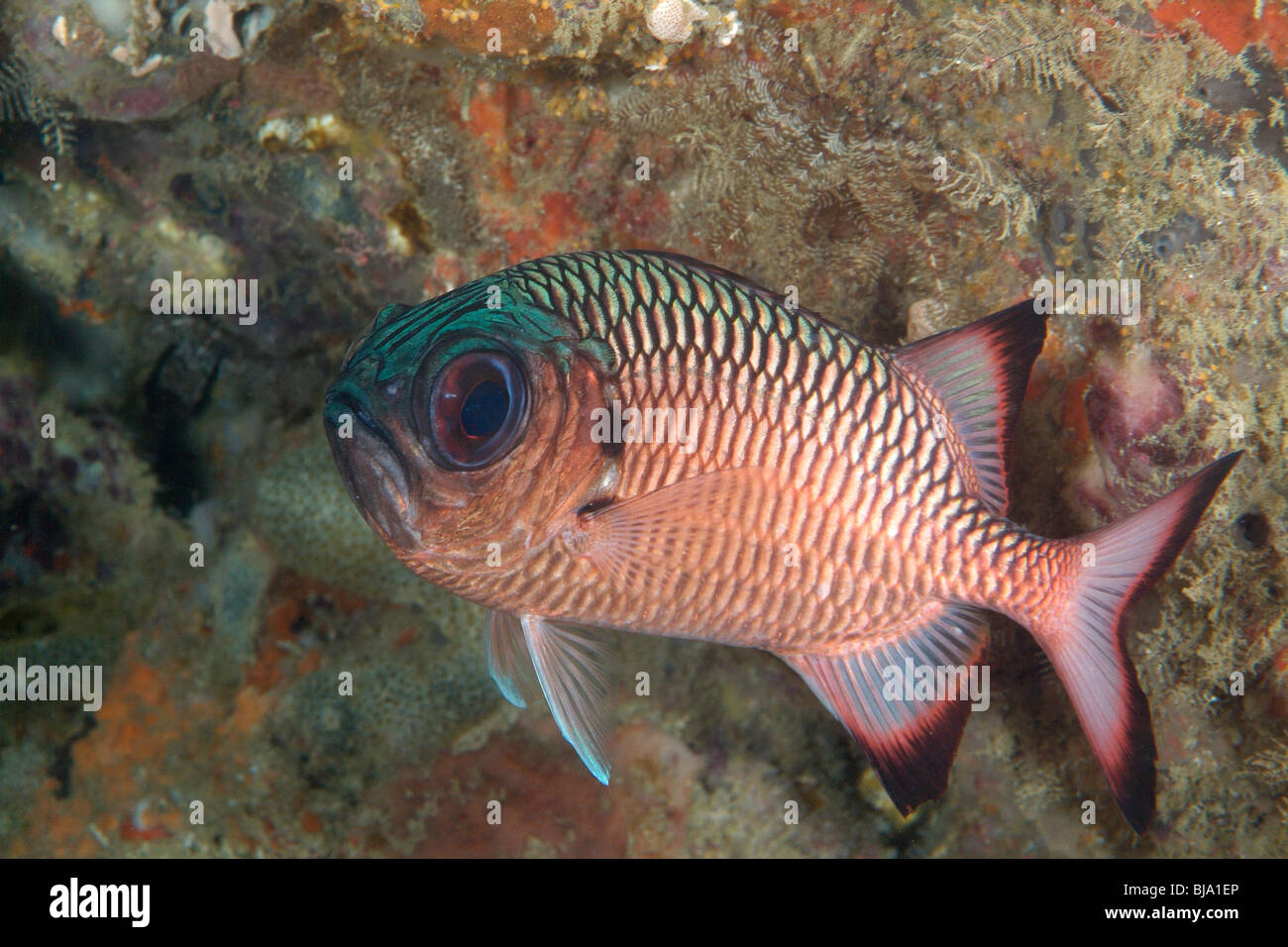 Shadowfin soldierfish in Raja Ampat, Pacific ocean. Stock Photo