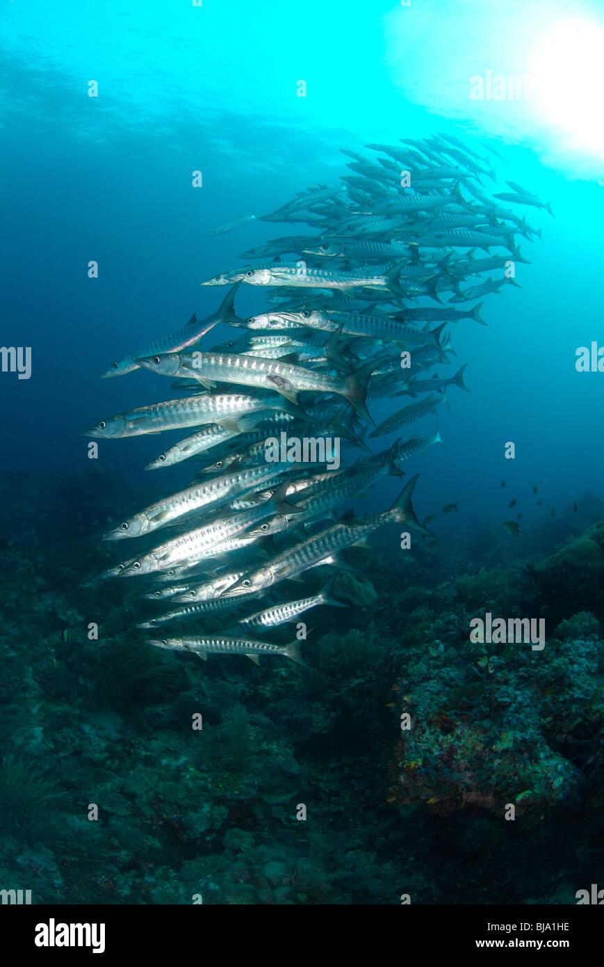 School of brass striped barracudas in Raja Ampat, Pacific ocean. Stock Photo