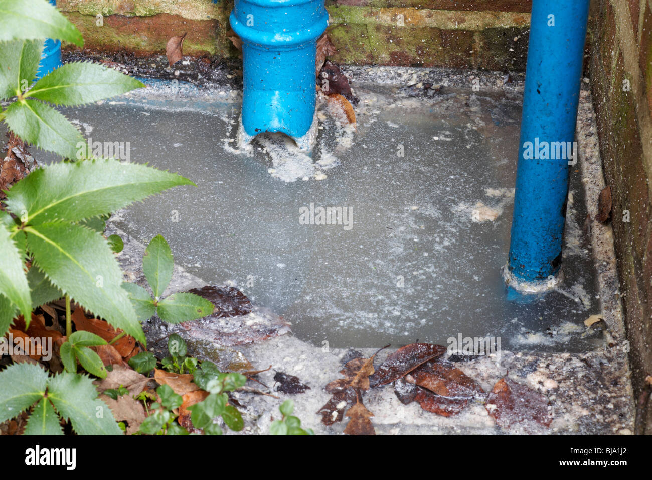 Blocked drain with build up of stagnant water Stock Photo