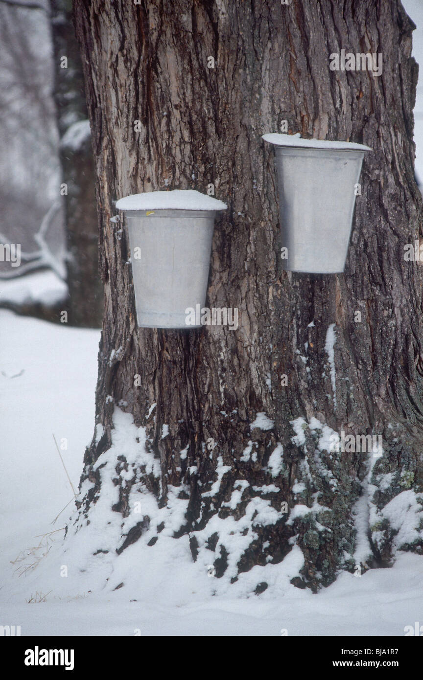 Buckets for collecting sap on a maple tree in Maine. Photograph Stock