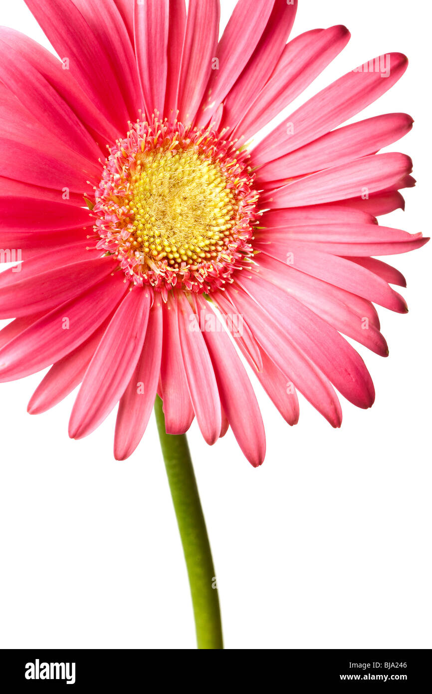 pink daisy isolated on a pure white background Stock Photo - Alamy