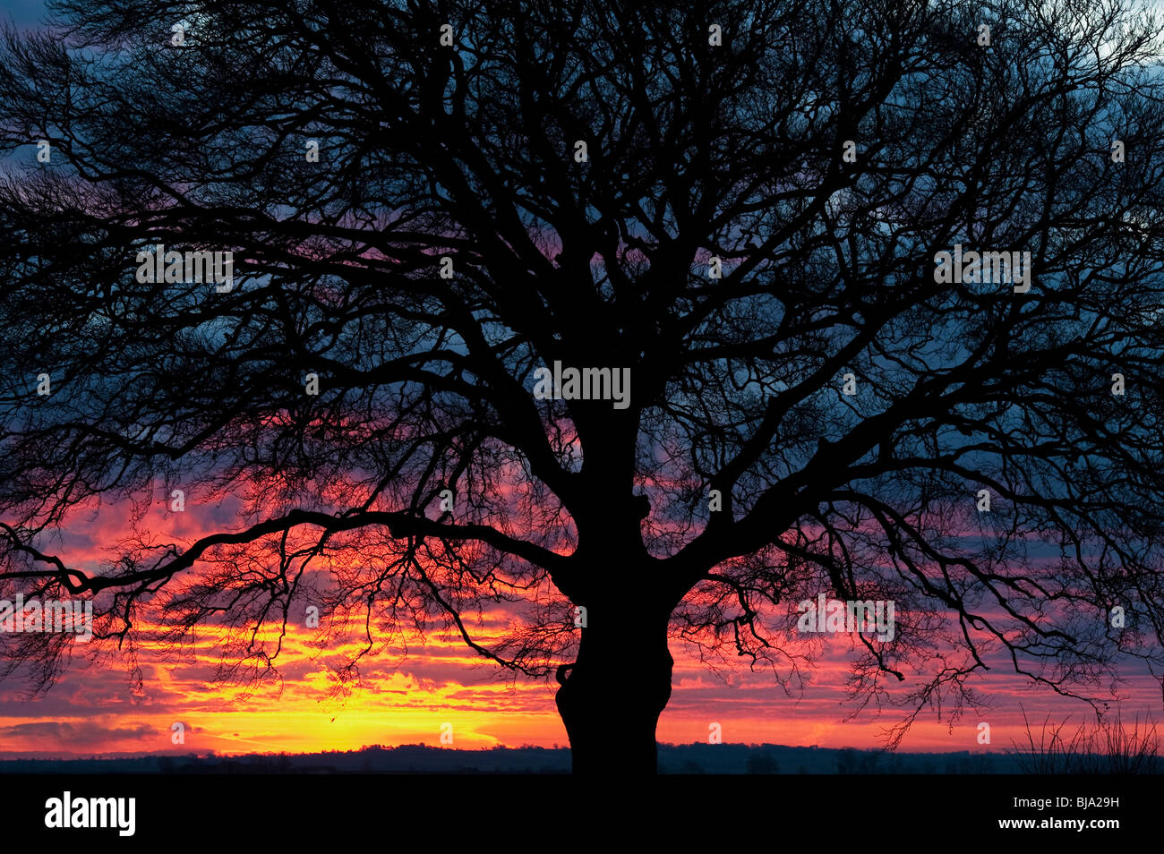 Tree silhouette against rising sun hi-res stock photography and images ...