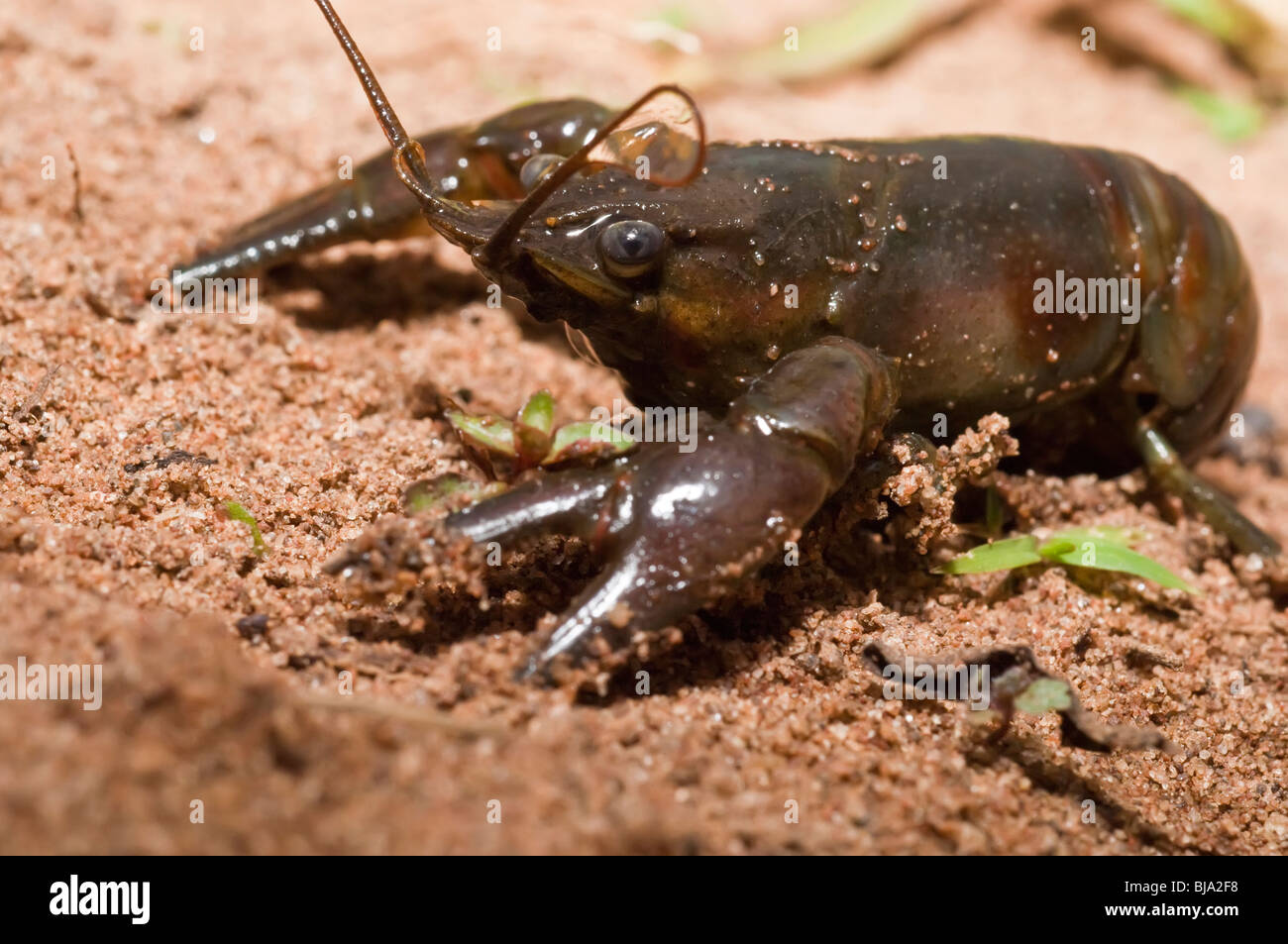 Rusty crayfish, Orconectes rusticus, Kettle River, Sandstone, Minnesota