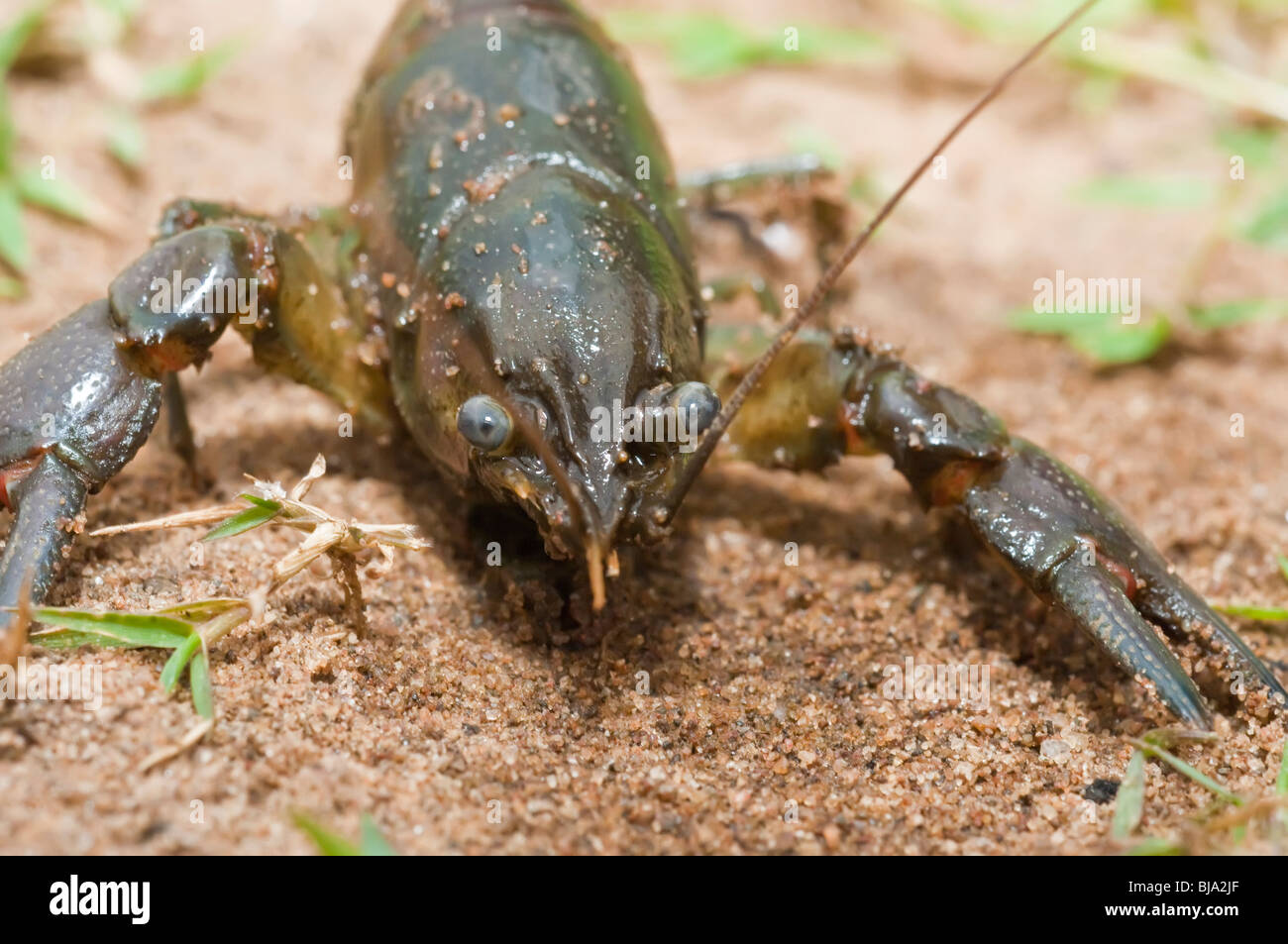 Rusty crayfish, Orconectes rusticus, Kettle River, Sandstone, Minnesota