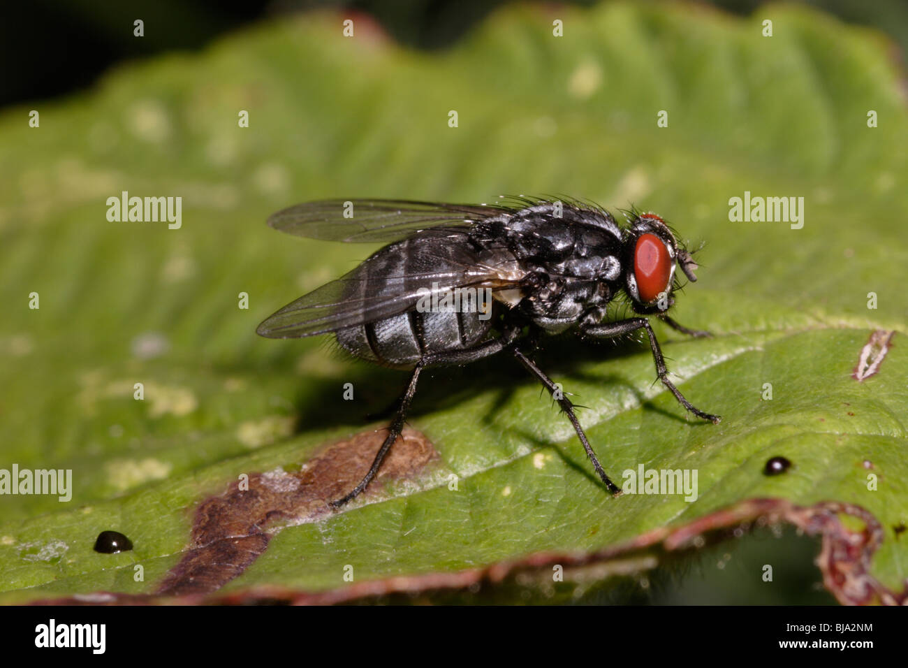 Fly (Polietes lardaria : Muscidae), UK. Stock Photo
