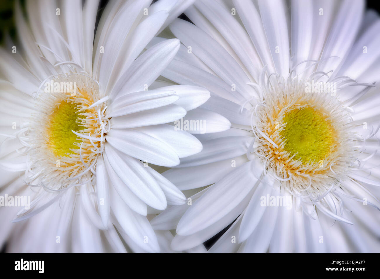Close up of White Gerbera Daisy Sumurai. Stock Photo