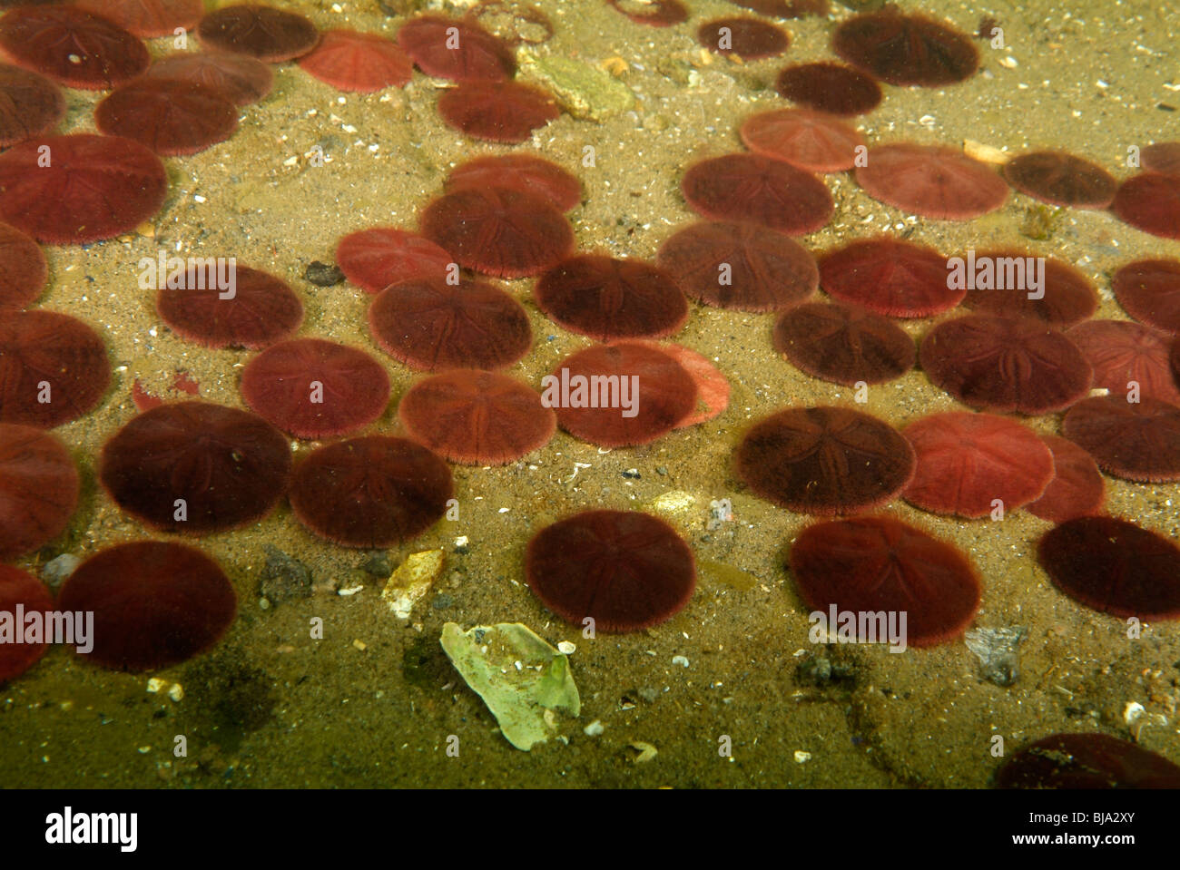 Field of common sand dollars on the sand, Gulf of St Lawrence Stock Photo