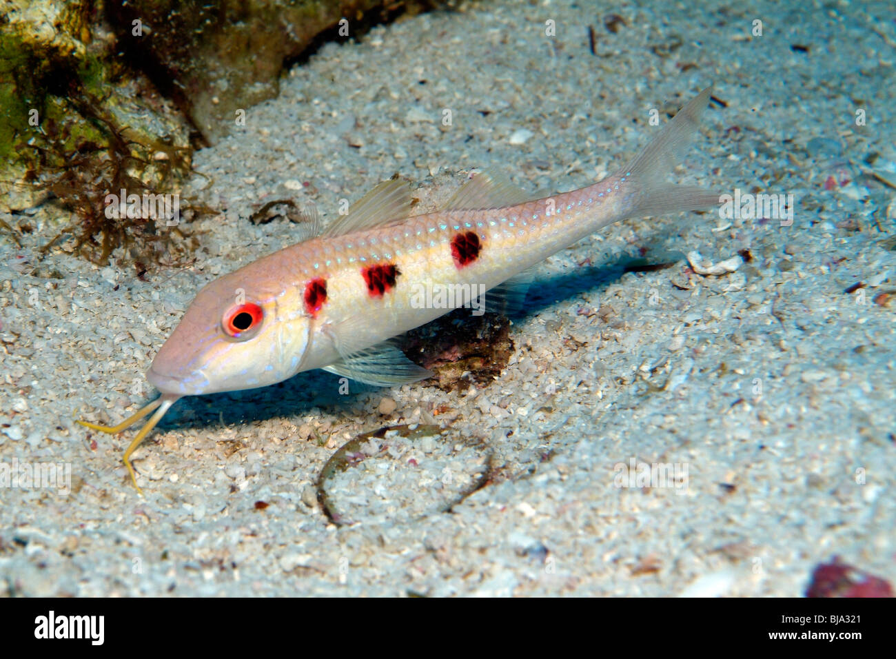 Spotted goatfish in the Gulf of Mexico Stock Photo - Alamy