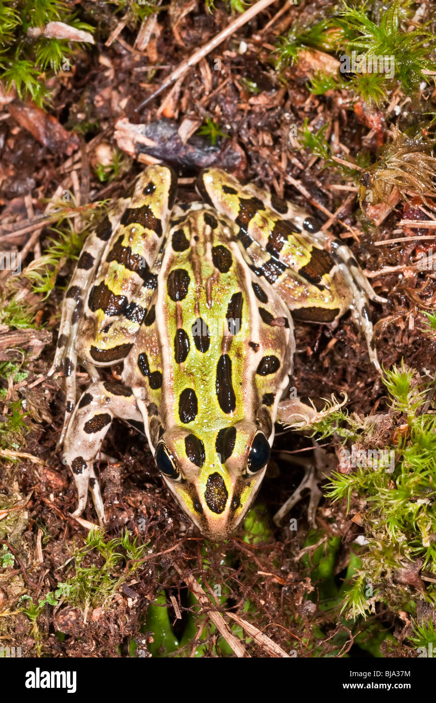 The northern leopard frog, Rana pipiens, is native to parts of Canada and the United States. Stock Photo