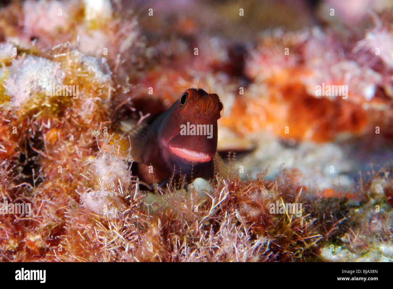 Redlip blenny in the Gulf of Mexico Stock Photo