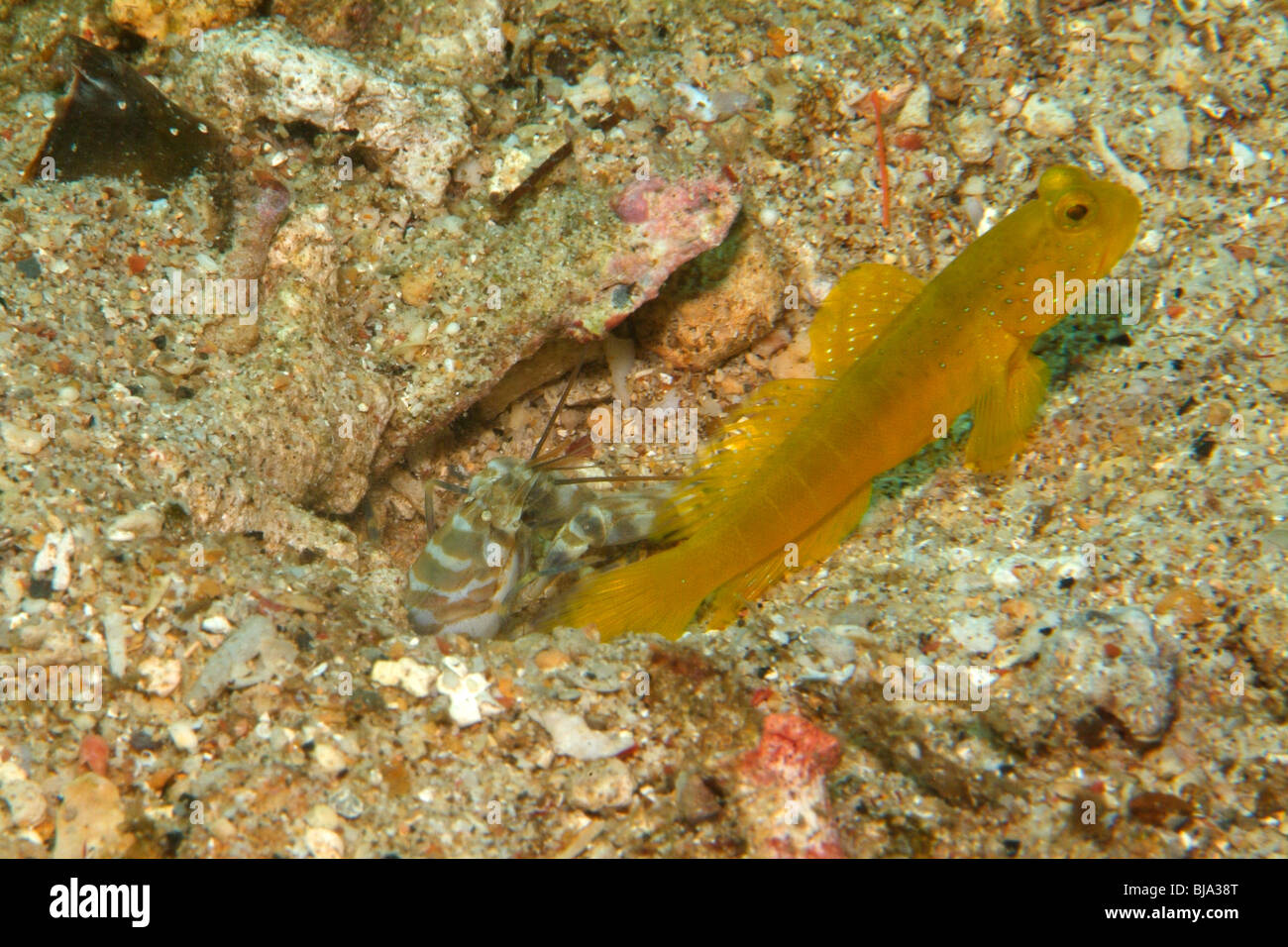 Banded shrimpgoby in Raja Ampat, Pacific ocean. Stock Photo