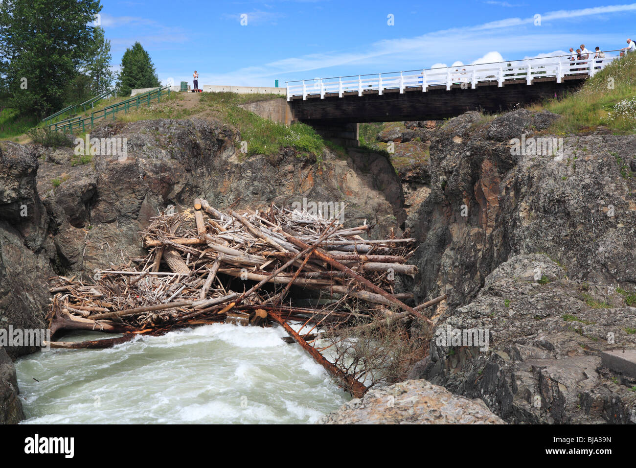 Large logjam below bridge, Moricetown Falls, Bulkley river, British