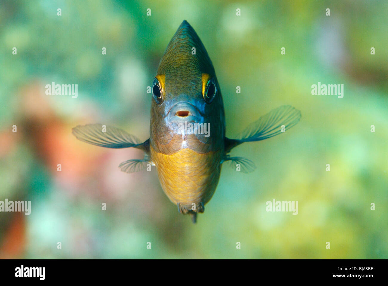 Cocoa damselfish in the Gulf of Mexico Stock Photo